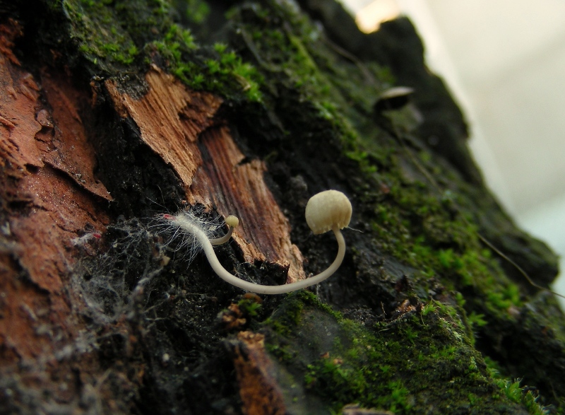 Mycena bolognese (cfr. Mycena meliigena s.l.)